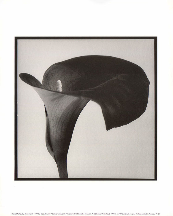 Black Arum II - 1990 by Pierre Michaud  - 10 X 12 Inches (Art Print)