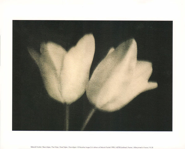 Two Tulips by Deborah Frankel  - 10 X 12 Inches (Art Print)