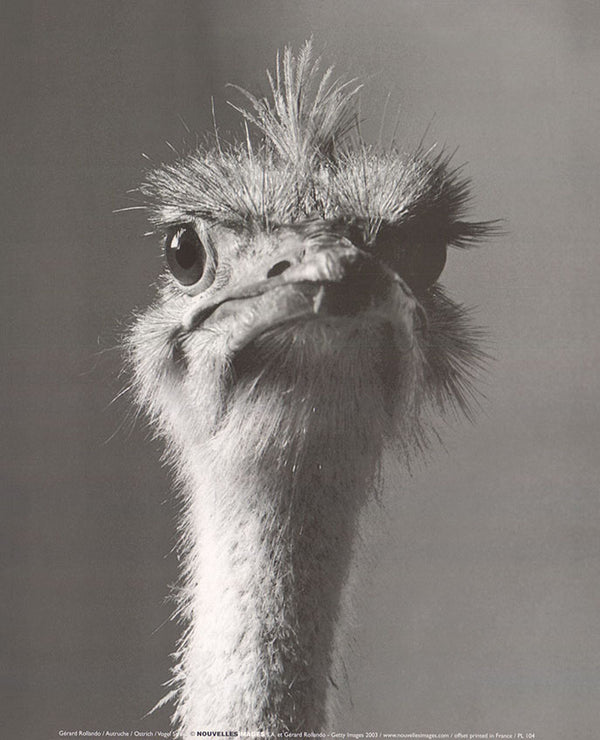 Ostrich by Gérard Rollando - 10 X 12 Inches (Art Print)