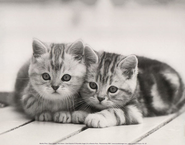 Two kittens by Bénélux Press - 10 X 12 Inches (Art Print)