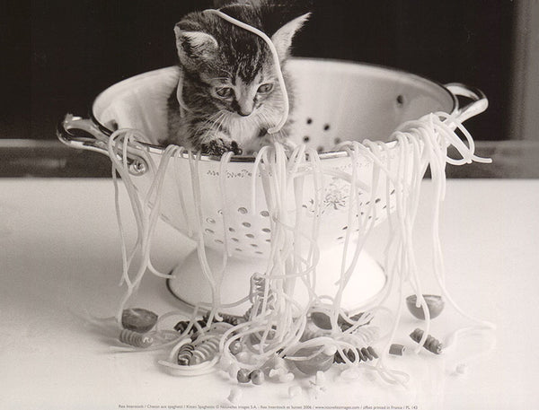 Kitten Spaghettis by Rex Interstock - 10 X 12 Inches (Art Print)