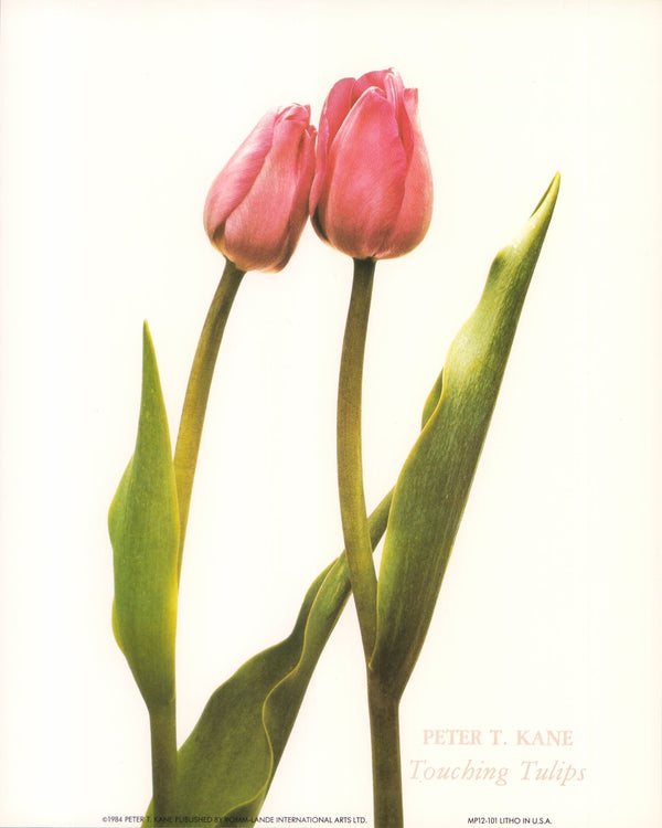 Touching Tulips by Peter T. Kane - 10 X 12 Inches (Art Print)