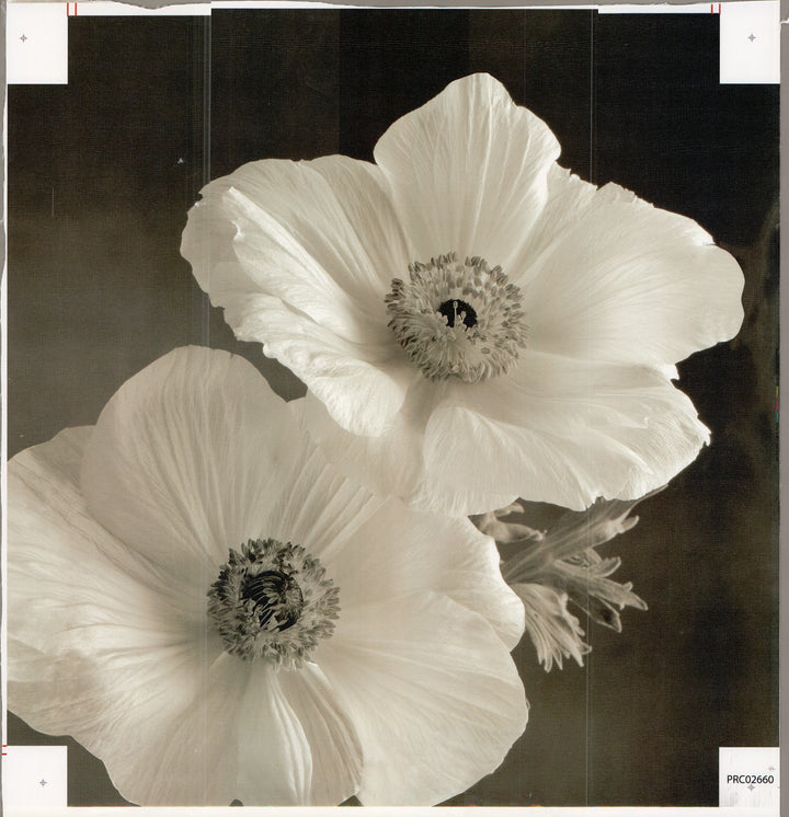 Floral BLK I - 20 X 20 Inches (Canvas Roll or Stretched ready to hang)