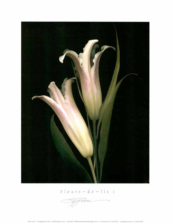 Fleurs-de-lis I by S. G. Rose - 11 X 14 Inches (Art Print)
