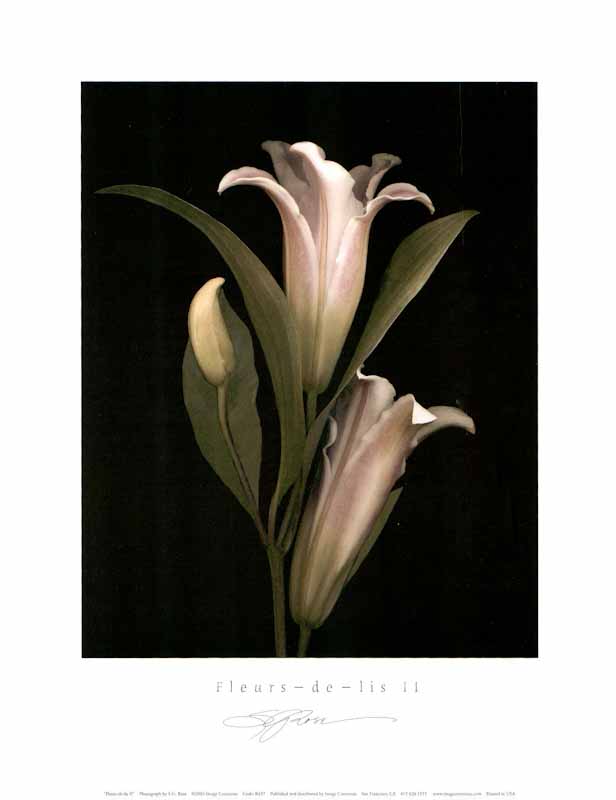 Fleurs-de-lis II by S. G. Rose - 11 X 14 Inches (Art Print)