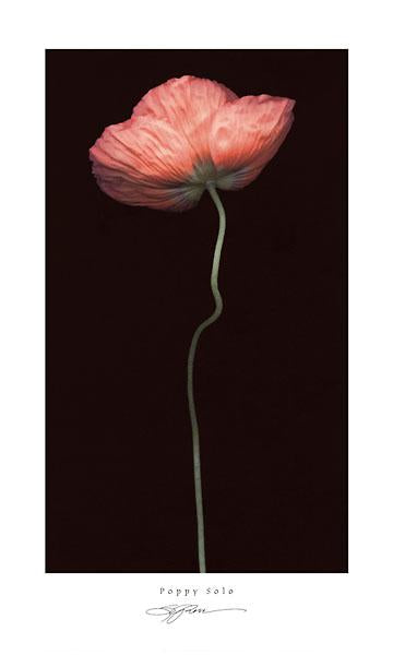 Poppy Solo by S. G. Rose - 12 X 20 Inches (Art Print)