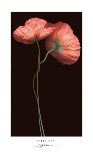 Poppy Duet by S. G. Rose - 12 X 20 Inches (Art Print)