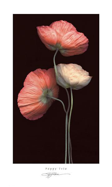 Poppy Trio by S. G. Rose - 12 X 20 Inches (Art Print)