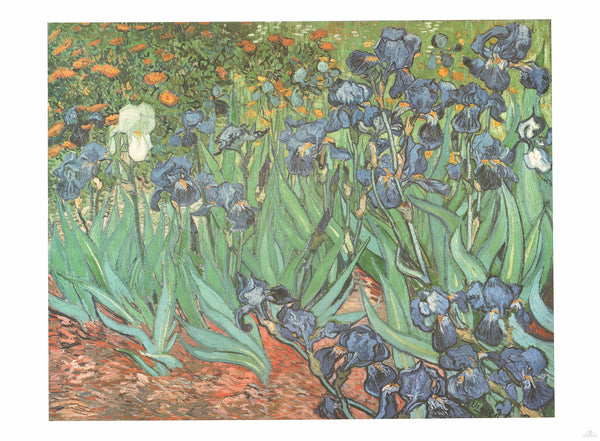 Iris, 1889 by Vincent Van Gogh - 36 X 47 Inches (Art Print)