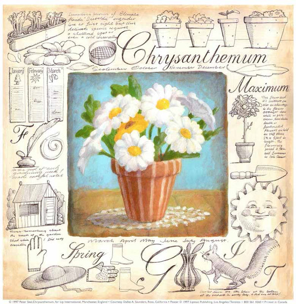 Chrysanthemum by Peter Seal - 12 X 12 Inches (Art Print)