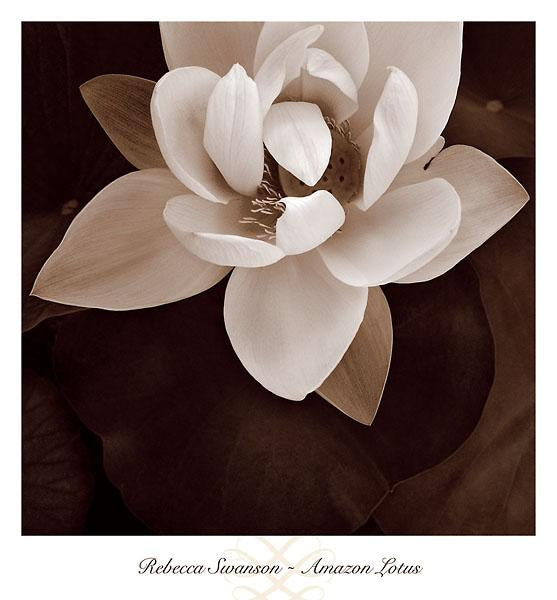 Amazon Lotus by Rebecca Swanson - 13 X 14 Inches (Art Print)
