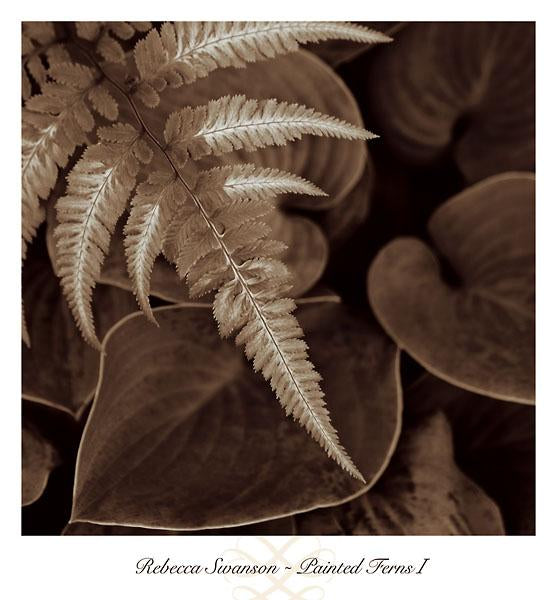 Painted Ferns I by Rebecca Swanson - 13 X 14 Inches (Art Print)