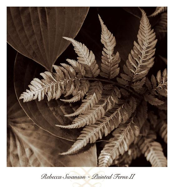 Painted Ferns II by Rebecca Swanson - 13 X 14 Inches (Art Print)