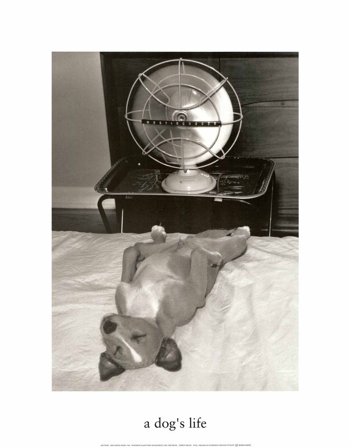 Dog Cooling Himself, 1960 by Jack Tinney - 22 X 28 Inches (Art Print)