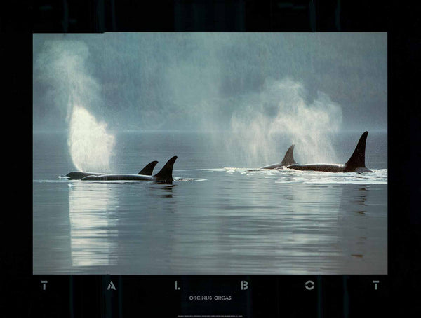 Orcinus Orcas, 1984 by Bob Talbot - 18 X 24 Inches (Offset