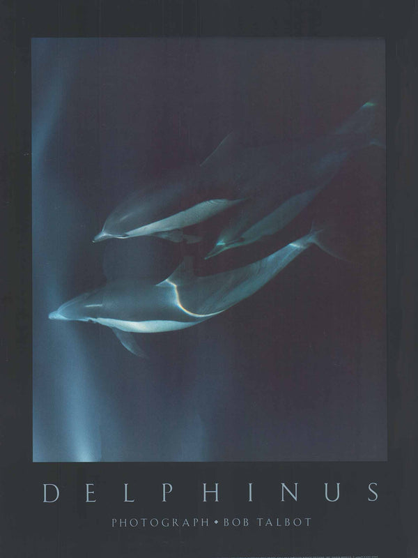 Delphinus, 1985 by Bob Talbot - 24 X 32 Inches (Art Print)
