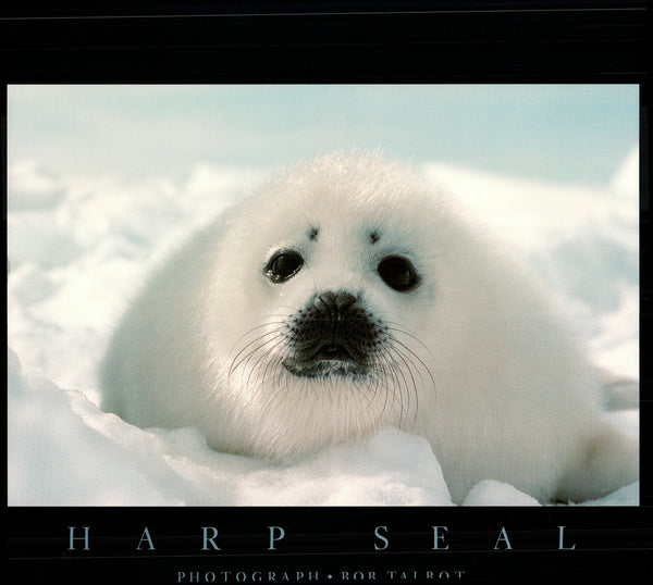 Harp Seal, 1988 by Bob Talbot - 24 X 32 Inches (Art Print)