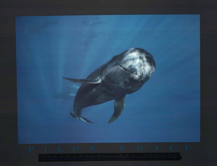 Pilot Whale, 1989 by Bob Talbot - 24 X 32 Inches (Art Print)
