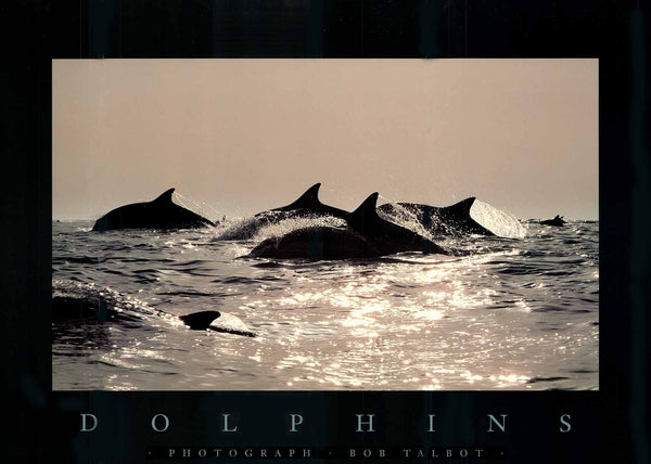 Dolphins, 1986 by Bob Talbot - 18 X 24 Inches (Art Print)