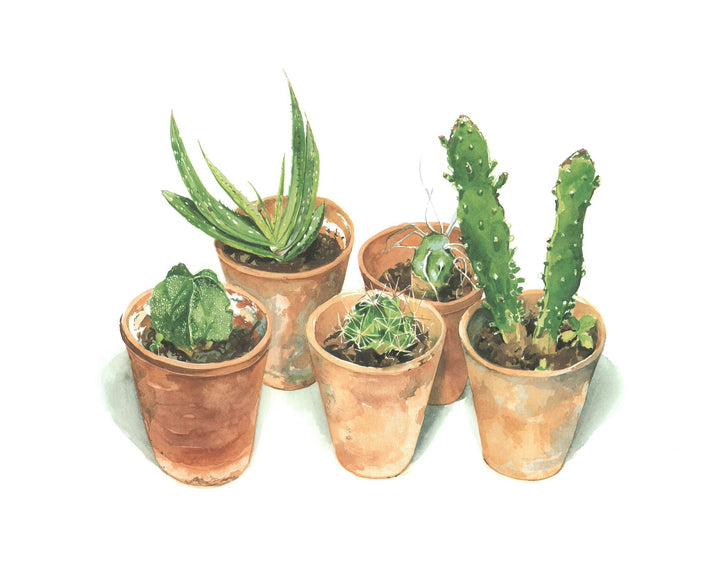 Petite Collection de Cactus, 2001 by Stephanie Buttier - 16 X 20 Inches (Art Print)