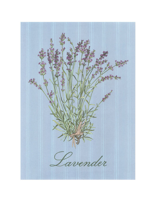 Lavender by Jerome Thilly - 16 X 20 Inches (Art Print)