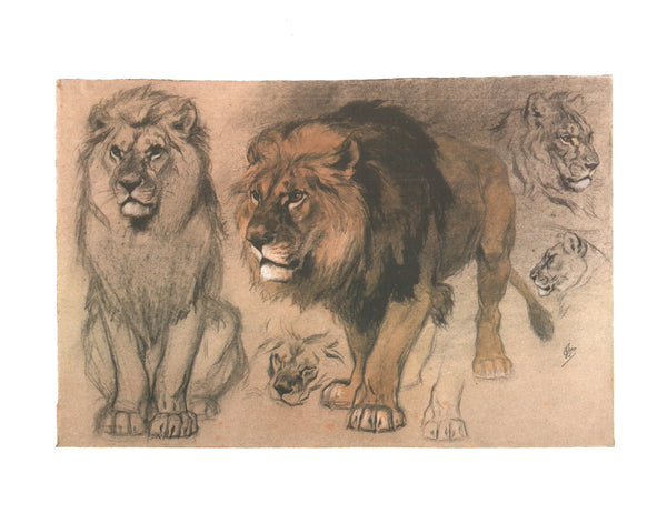 Etude de Lions, 1900 by Ferdinand Henri Oger - 16 X 20 Inches (Art Print)