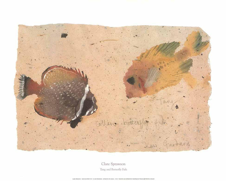 Tang and Butterfly Fish by Clare Sprawson - 16 X 20 Inches (Art Print)