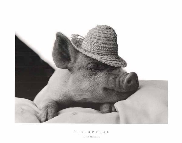 Pig-Appeal by David McEnery - 16 X 20 Inches (Art Print)
