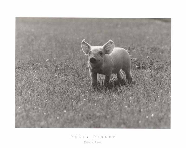 Perky Piglet by David McEnery - 16 X 20 Inches (Art Print)