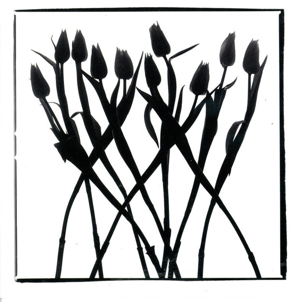 Tulipes, 1996