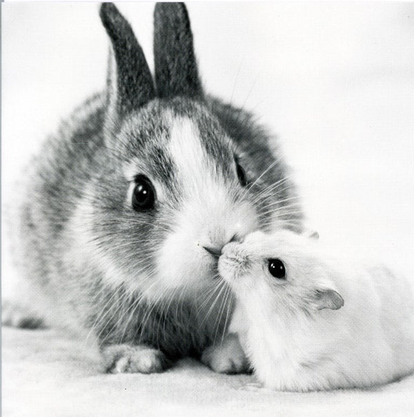 Baby Rabbit and Baby Hamster