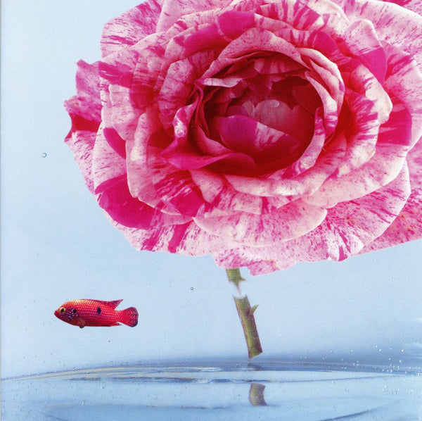 Rose by Marianne Haas - 6 X 6 Inches (Greeting Card)