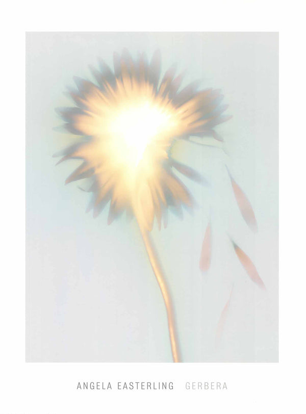 Gerbera by Angela Easterling - 24 X 32 Inches (Art Print)
