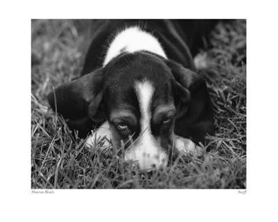 Sniff by Sharon Beals - 16 X 20" - Fine Art Poster.