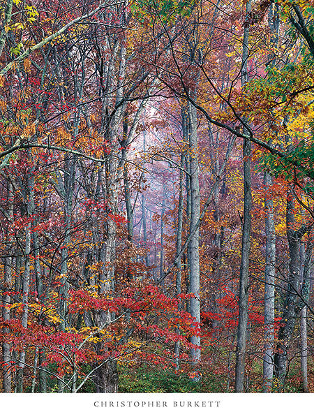 Glowing Autumn Forest, Virginie par Christopher Burkett - 24 X 32 pouces (impression d'art)