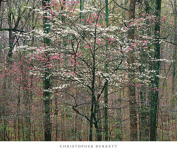 Pink and White Dogwoods, Kentucky by Christopher Burkett - 26 X 30" - Fine Art Poster.