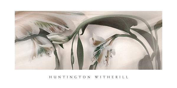 Tiger Lilies #4 by Huntington Witherill - 18 X 36" - Fine Art Poster.