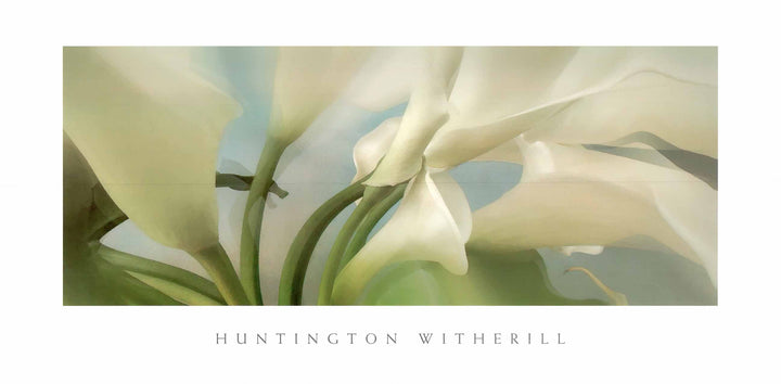 Calla Lilies #28 by Huntington Witherill - 18 X 36" - Fine Art Posters.
