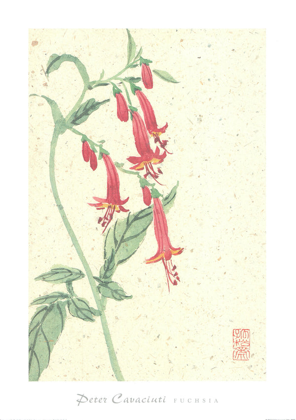Fuchsia by Peter Cavaciuti - 20 X 28" - Fine Art Posters.