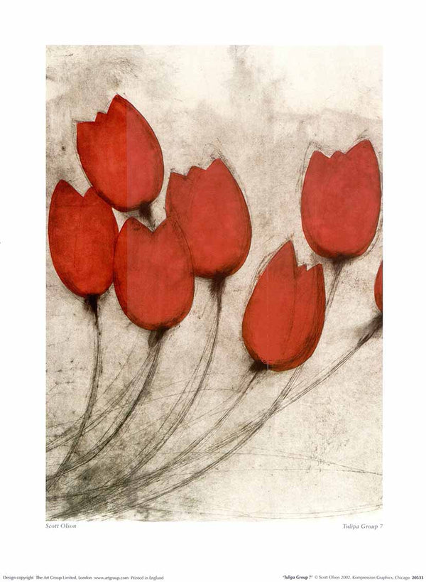 Tulipa Group 7 par Scott Olson - 12 X 16" - Affiches d'art.