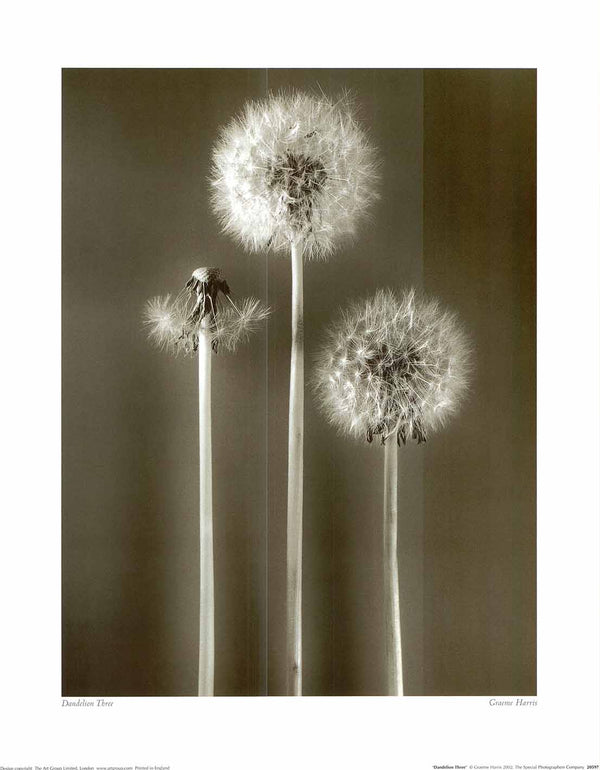 Dandelion Three by Graeme Harris - 16 X 20" - Fine Art Posters.
