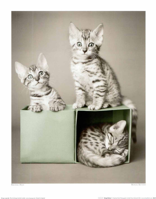 Bengal Kittens by Rachel Hale - 16 X 20" - Fine Art Posters.