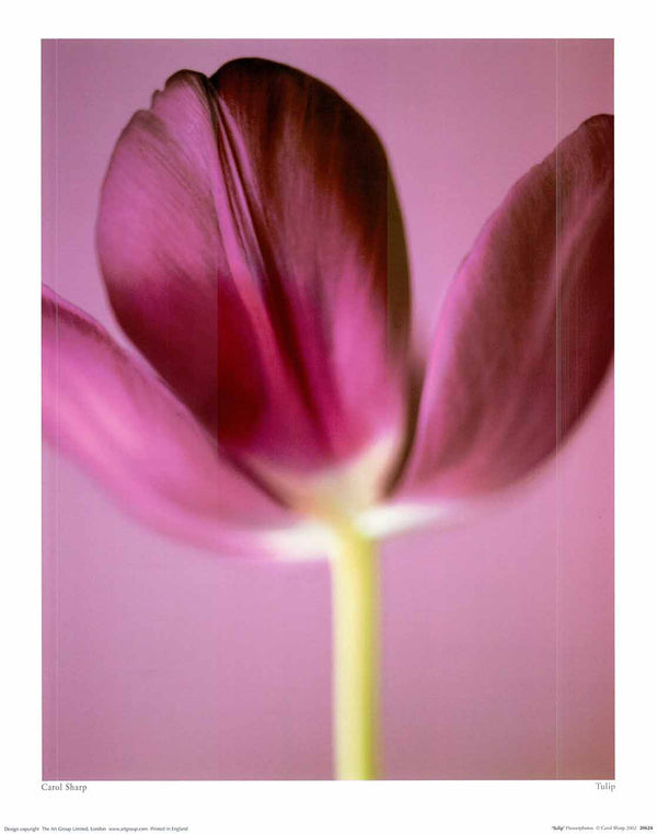 Tulip by Carol Sharp - 16 X 20" - Fine Art Posters.