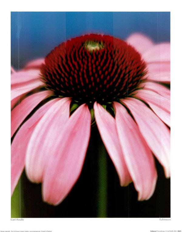 Echinacea by Carl Pendle - 16 X 20" - Fine Art Posters.