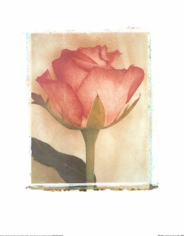 Pink Rose by Deborah Schenck - 16 X 20 Inches (Poster)