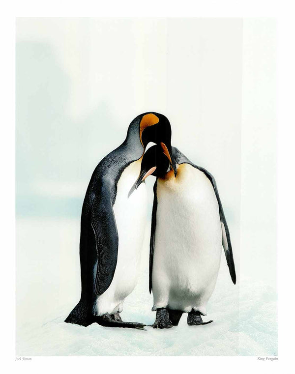 King Penguin by Joel Simon - 16 X 20" - Fine Art Posters.