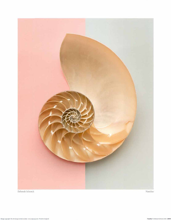 Nautilus de Deborah Schenck - 16 X 20" - Affiches d'art.
