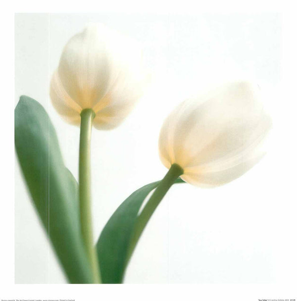 Two Tulips' by Carolina Ambida - 18 X 18 inches - Fine Art Poster.