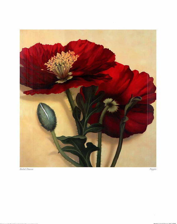 Poppies by Rachel Deacon - 16 X 20" - Fine Art Poster.
