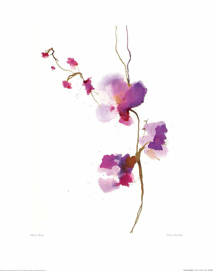 Velvet Orchid by Olivia Wade - 16 X 20" - Fine Art Poster.